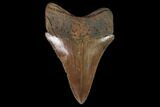 Serrated Megalodon Tooth - Virginia #97673-1